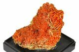 Bright Orange Crocoite Crystal Cluster - Tasmania #148521-2
